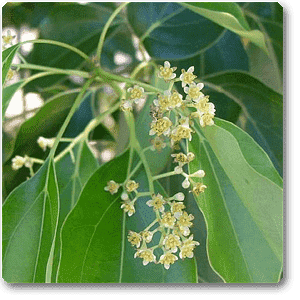 cinnamomum camphora - plant