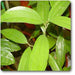cinnamomum cassia - plant