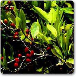 coca plant seed Buy Coca