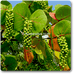coccoloba uvifera variegated - plant