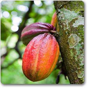 cocoa tree - plant
