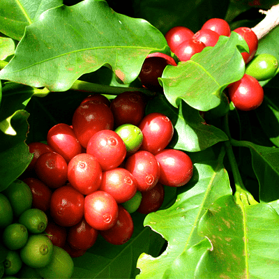 coffee plant - plant