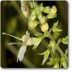 collinsonia canadensis - plant