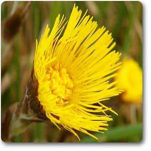 coltsfoot - plant