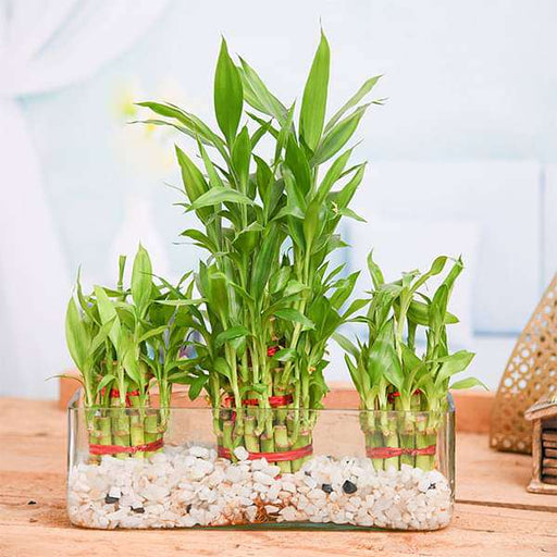 combo of 2 layer and 3 layer lucky bamboo plants in a glass vase with pebbles - plant