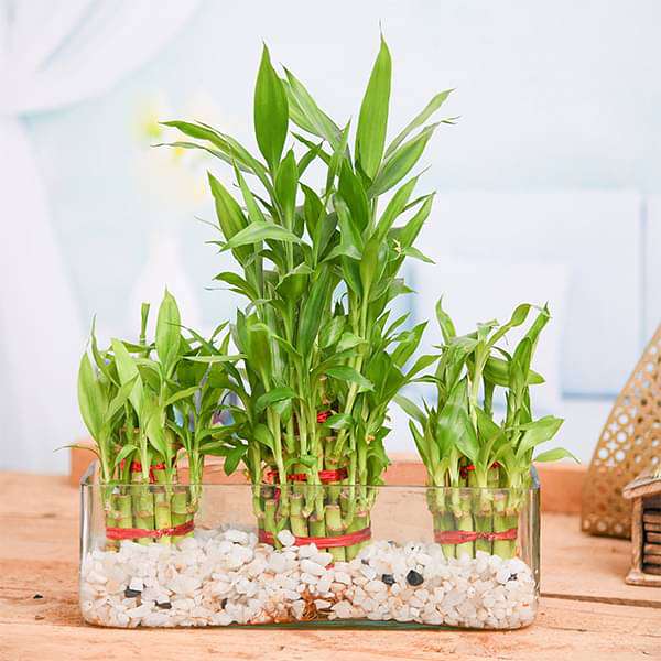 combo of 2 layer and 3 layer lucky bamboo plants in a glass vase with pebbles - plant