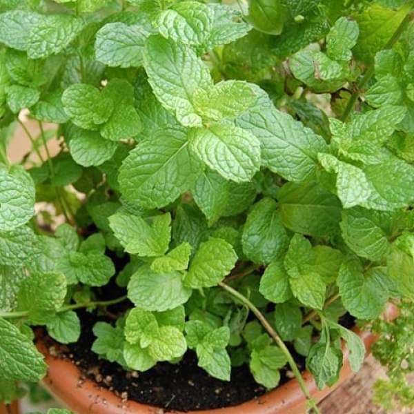 common mint plant - plant