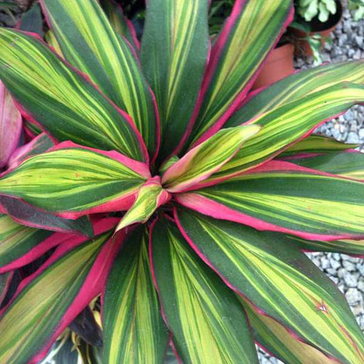 dracaena kiwi care Buy Cordelini Kiwi, Dracaena Kiwi