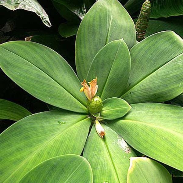 spiral ginger - plant