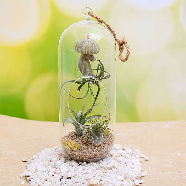 Buy Cousteau - Air Plant online from Nurserylive at lowest price.