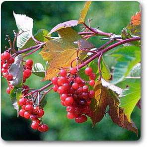 cranberrybush - plant