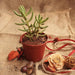 crassula tetragona - plant