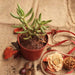crassula tetragona - plant