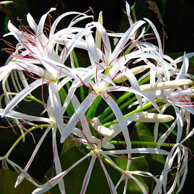white lily india Buy Crinum Lily, Spider Lilly (White)