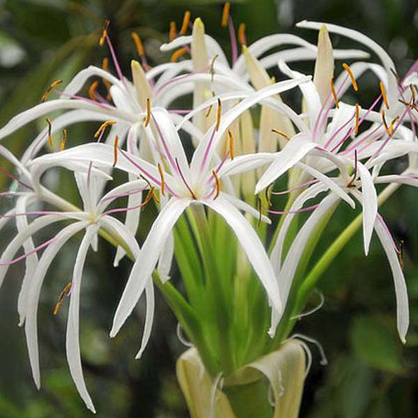lily flower price in india Buy Crinum Lily, Spider Lilly (White)