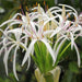 crinum lily - plant