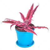 Cryptanthus neon, Earthstar neon - Plant