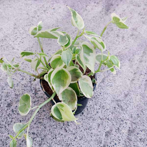 https://nurserylive.com/cdn/shop/products/nurserylive-plants-cupid-peperomia-peperomia-scandens-variegata-succulent-plant-16968807022732_512x512.jpg?v=1634217966