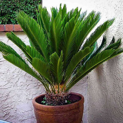 Buy Cycas Plant, Queen Sago, Cycas circinalis