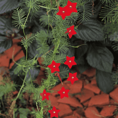 Buy Cypress Vine, Star Ipomoea, Ganesh Vel - Plant online from ...