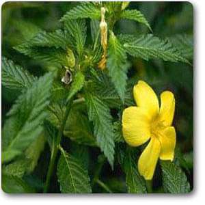 damiana plant seeds Buy Damiana