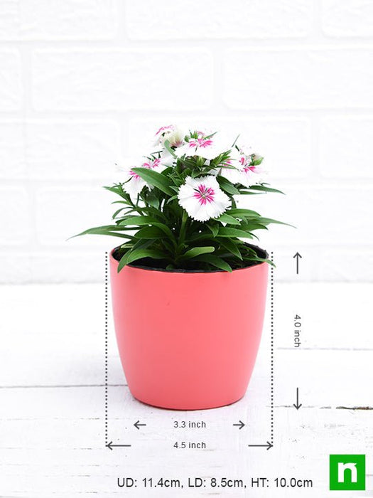 dianthus (white pink) - plant
