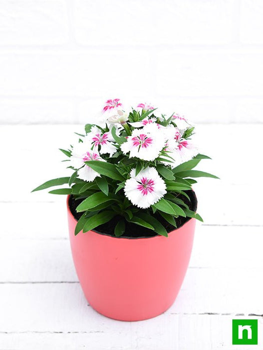 dianthus (white pink) - plant