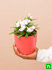 dianthus (white pink) - plant