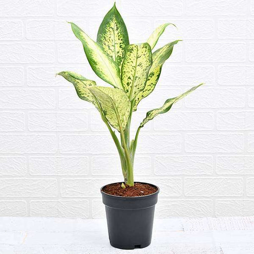 dieffenbachia camilla - plant