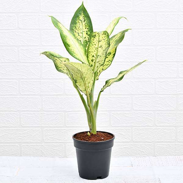 dieffenbachia camilla - plant