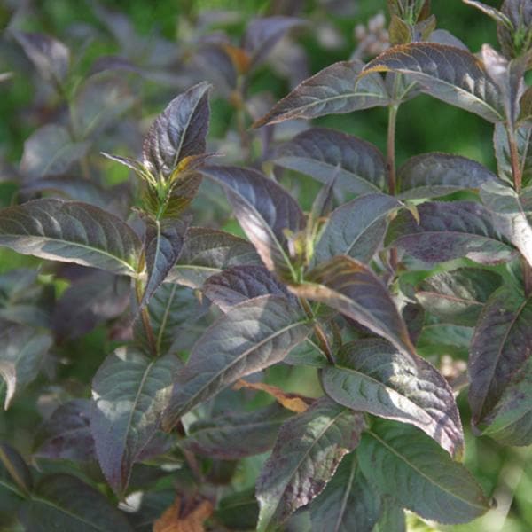 Buy Diervilla Rivularis, Kodiak ( Green ) - Plant online from ...