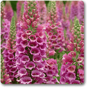 digitalis spp. - plant