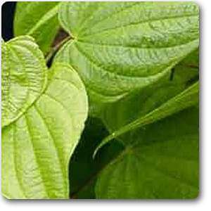 dioscorea villosa - plant