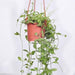 dischidia oiantha (hanging basket - plant