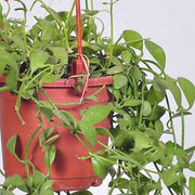 dischidia oiantha (hanging basket - plant