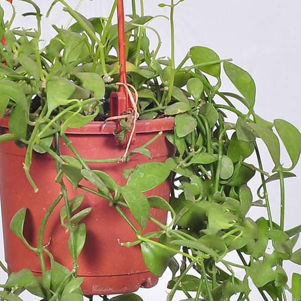 Buy Hanging Plants online from Nurserylive at lowest price.