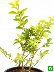 duranta golden - plant