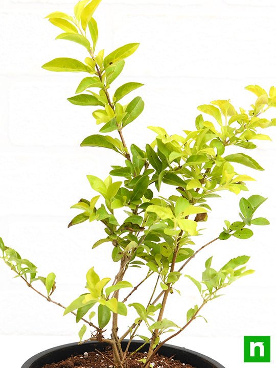 duranta golden - plant