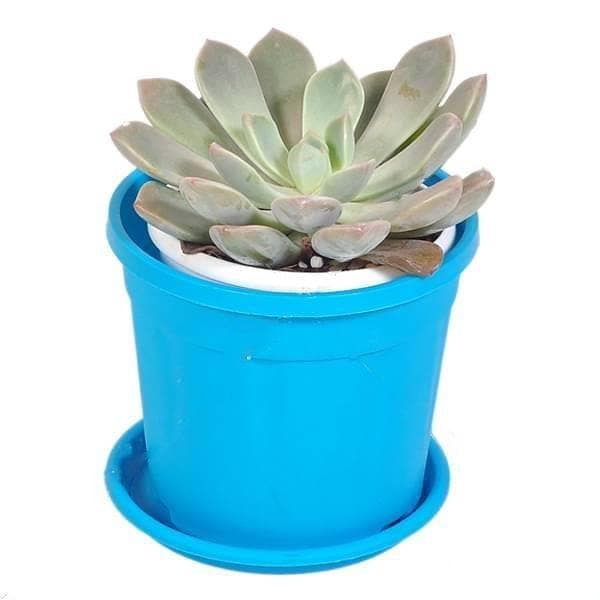 Buy Echeveria big lotus, Echeveria mazarine