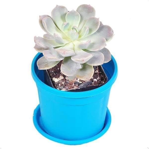 Buy Pachyveria scheideckeri Succulent Plant online from