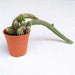 echinopsis chamaecereus - plant