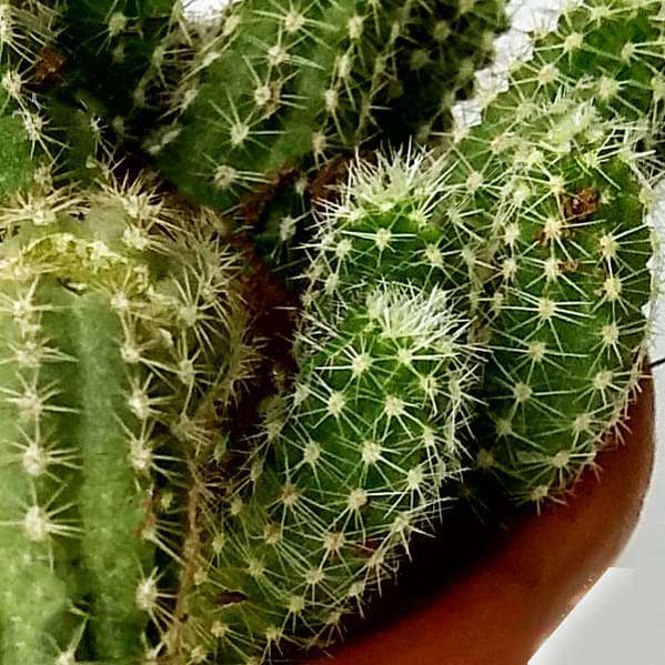 Buy Cactus Plants online from Nurserylive at lowest price.