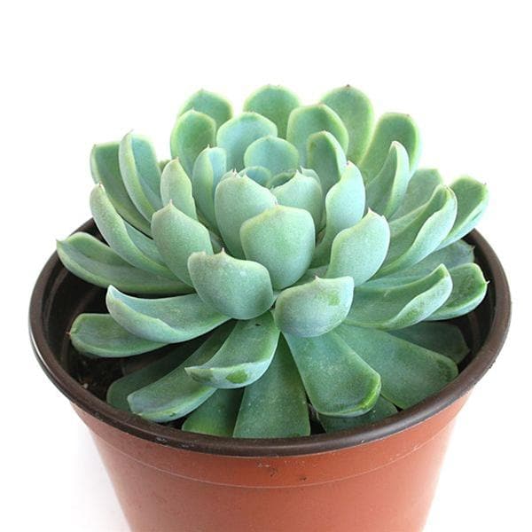 Buy Echeveria daldia, Mexican Snowball