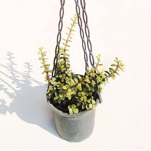 portulacaria afra basket Buy Elephant bush, Portulacaria afra variegata, Jade plant (Variegated,  Hanging basket)