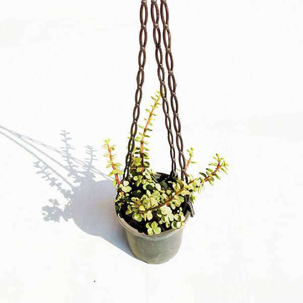 Buy Hanging Plants online from Nurserylive at lowest price.