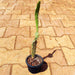 elongated opuntia - plant