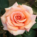 english rose (any color) - plant