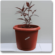 eranthemum purpureum - plant
