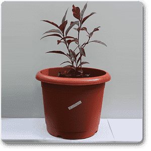eranthemum purpureum - plant