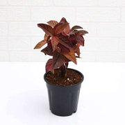 eranthemum red - plant